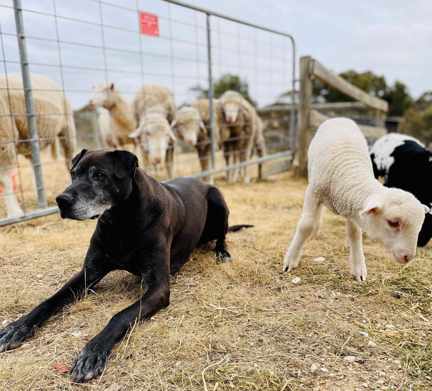 Safe Shelter – A Haven for Many - Expand our rescue space, and save more lives!