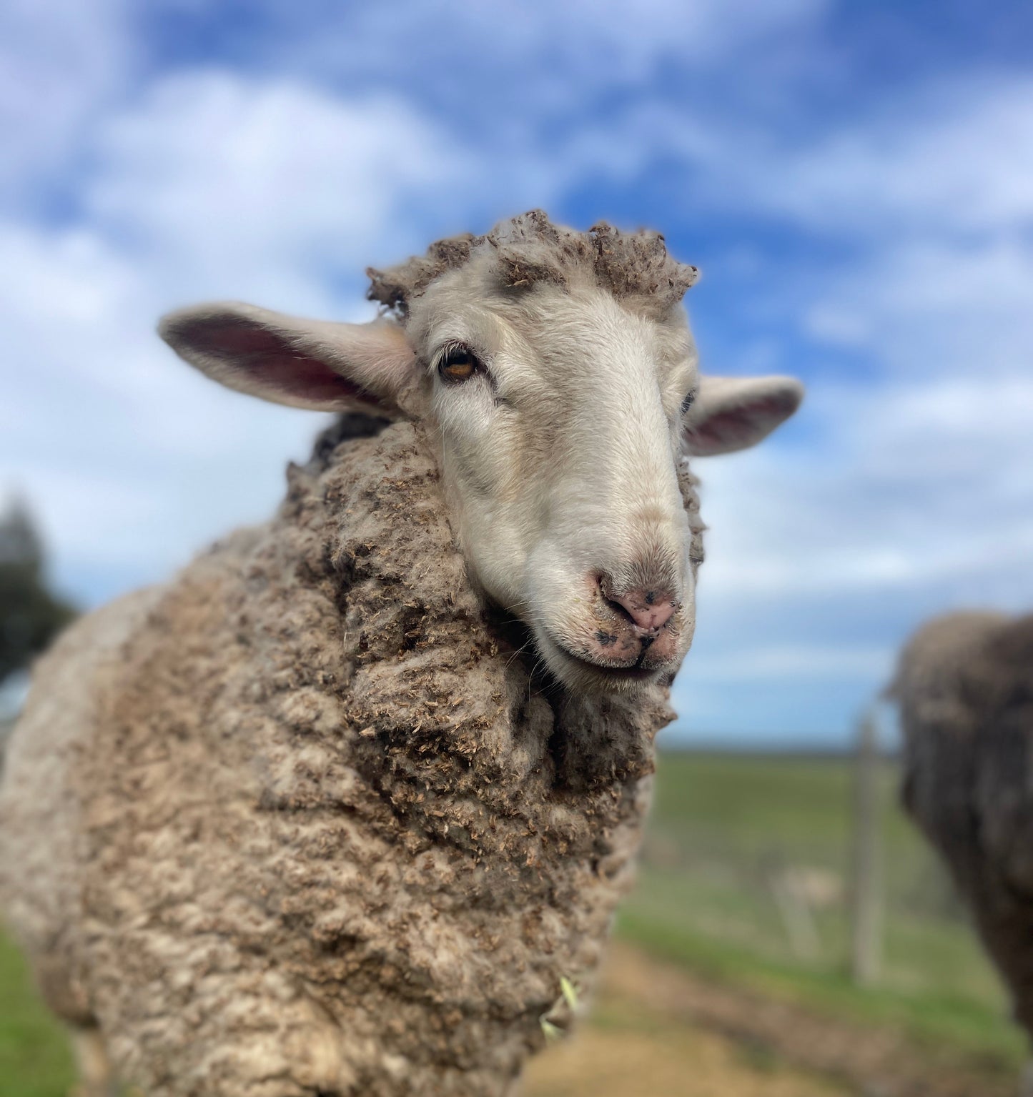 Delilah