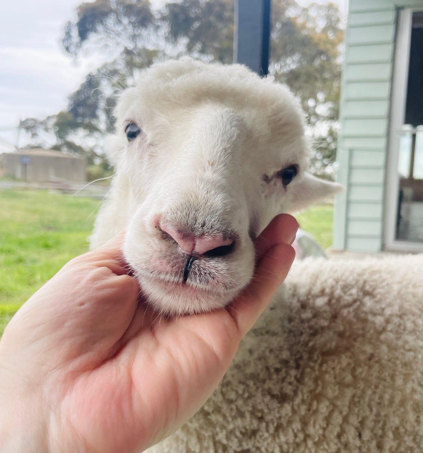 Delilah