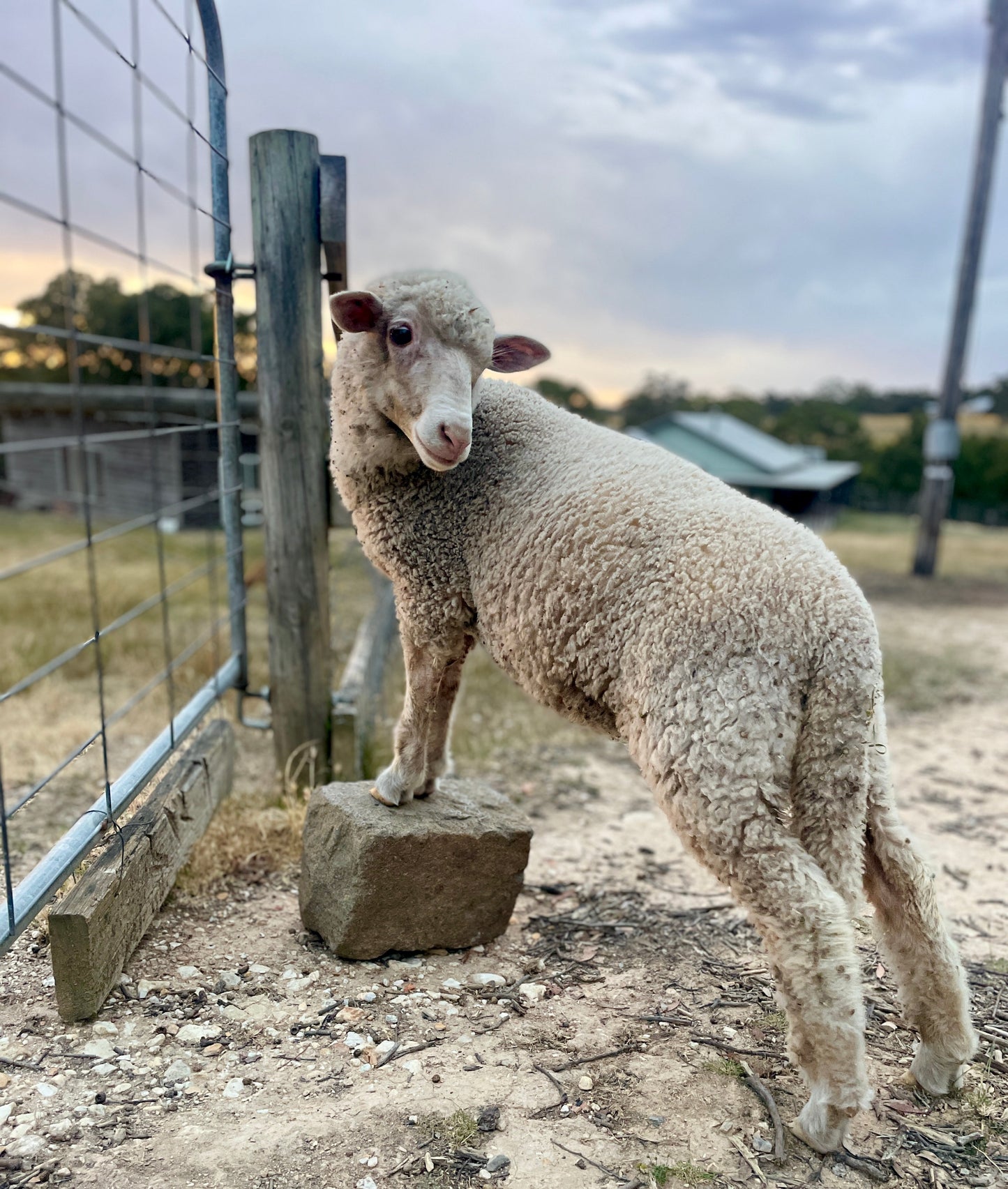 Matilda