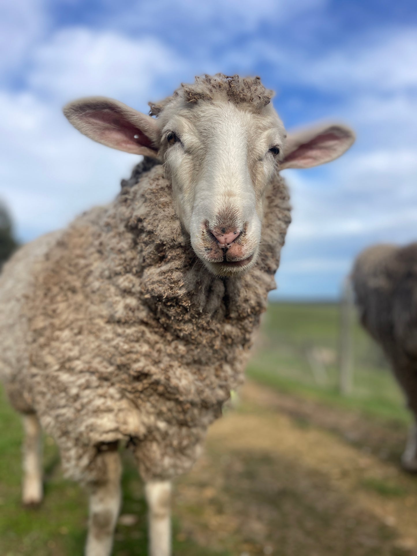 Delilah